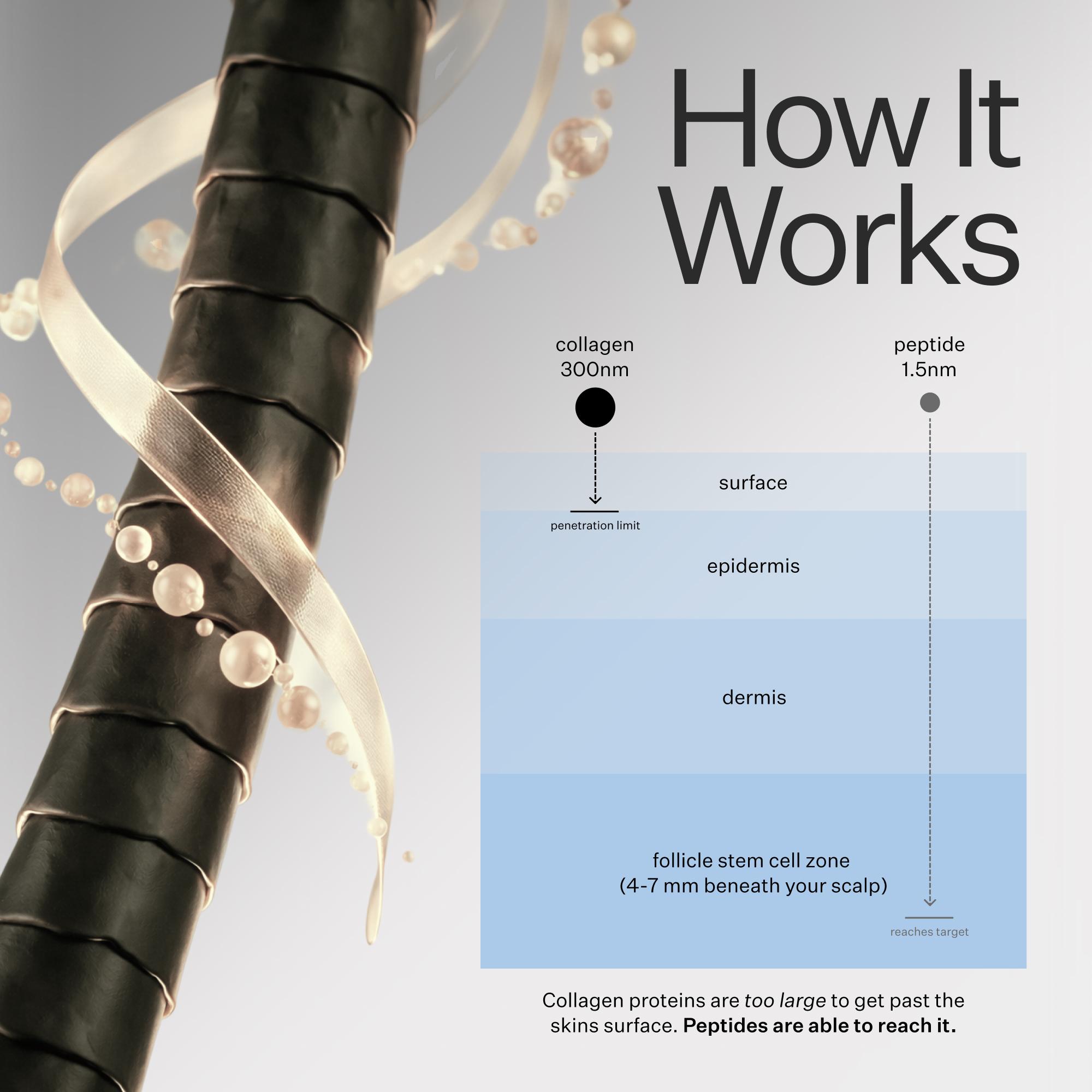 Diagram showing the penetration of collagen proteins and peptides into the skin layers.